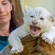 Illustration for article titled Experts Say These Lion Cubs Are Growing Great; Jezebel Says They Could Be Fatter